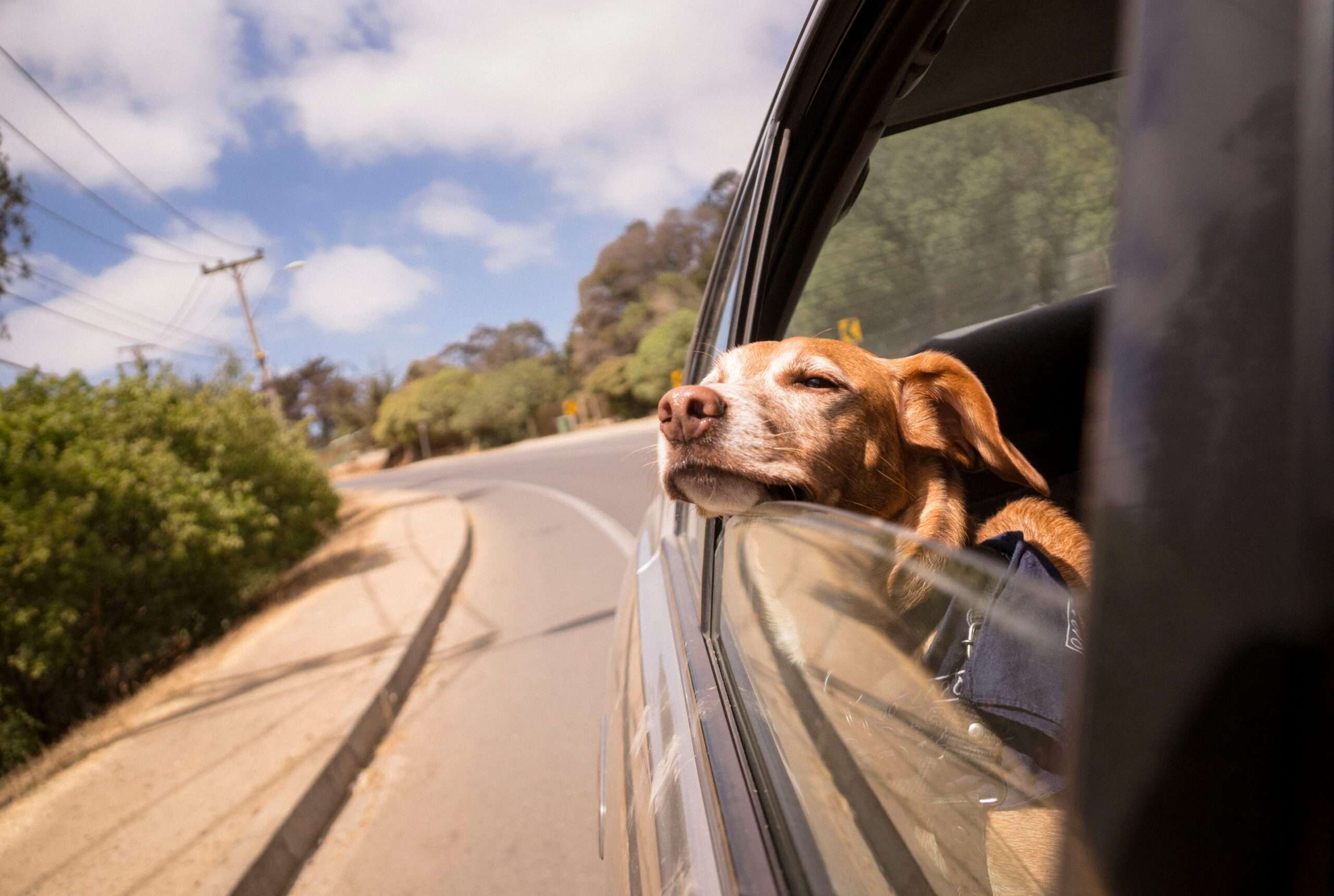 Pet-Friendly Car Rentals: Are Dogs and Other Pets Allowed?